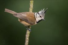 Haubenmeise (Crested Tit)