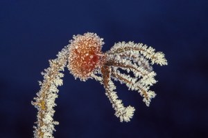 Hagebutte mit Raureif