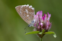 Polyommatus daphnis