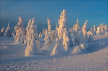 °°° eiskalte Gesellen °°°