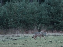 Begegnung auf der Waldwiese