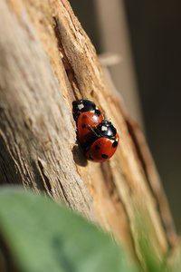 Frühlingsgefühle bei den Marienkäfern