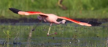 Flamingo