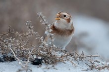 Schneeammer