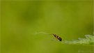 Gebänderte Langhornmotte (Nemophora degeerella)