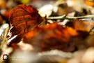 Herbstglühen