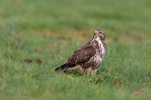 Mäusebussard