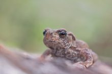 Minni-Bufo