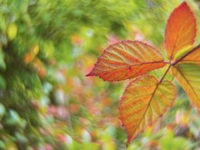 Brombeerherbst