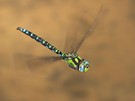 Aeshna cyanea auf Patrouille