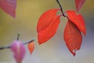Vier adventliche rote Blätter ...