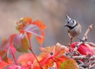 Haubenmeise im Herbst