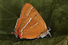 Vom Ei zum Schmetterling - der Nierenfleck-Zipfelfalter - die Metamorphose