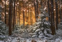 Weihnachtswald