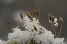 Schneefall