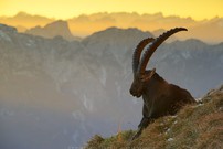 ein Licht soll euch leuchten
