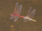 Sympetrum fonscolombii im Tandem