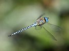 Aeshna affinis.