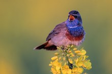 Blaukehlchen in der Morgensonne