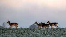 "Jagdglück"