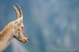 Junger Steinbock (Capra ibex) in den Schweizer Alpen