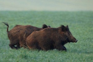 Wildschweine wechseln aus dem Unterholz (04/19)