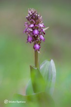 Himantoglossum robertianum