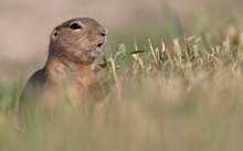 Richardson´s Ziesel (Spermophilus richardsonii) Richardson´s Ground Squirrel