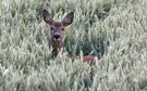 Reh im Feld