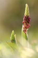 Warten Auf den Frühling