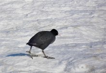 Spaziergang im Winter