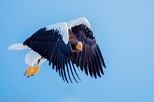 Riesenseeadler auf Hokkaido