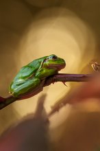 Laubfrosch im Gegenlicht