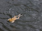 SOOO geht der Beinschlag beim Brustschwimmen!!! :-)