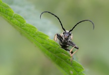 Bockkäfer