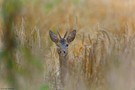 Der Jährling im Kornfeld