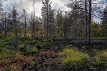 Moor in der Rondane