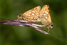 Gelbwürfeliger Dickkopffalter_Kopula