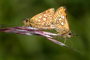 Gelbwürfeliger Dickkopffalter_Kopula