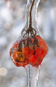 Rote Beeren im Eis