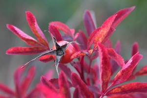 Rosa rugosa