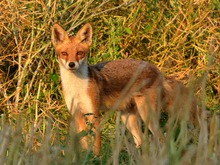 Der Fuchs im Raps  _eine Begegnung  (07/18)