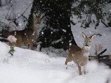 Im Bergwald