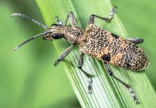 Gefleckter Bockkäfer