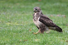 Bussard