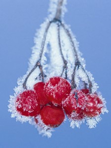 Rote Beeren mit Raureif