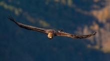 Steinadler im Abendlicht