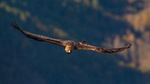 Steinadler im Abendlicht