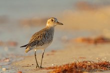 Regenpfeiffer / Plover