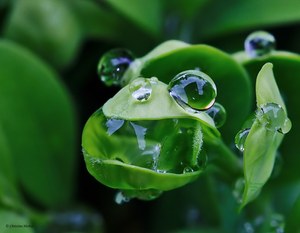 Der Buchsbaum-Wasserfrosch